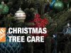 Christmas Tree Care: Real Fresh-Cut Christmas Trees