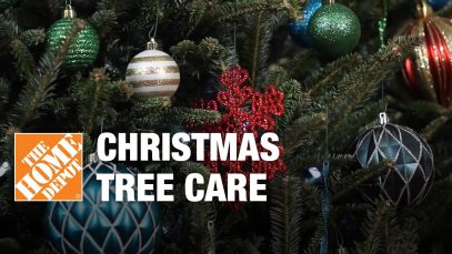 Christmas Tree Care: Real Fresh-Cut Christmas Trees
